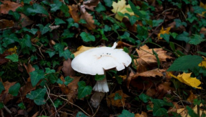Mushroom
